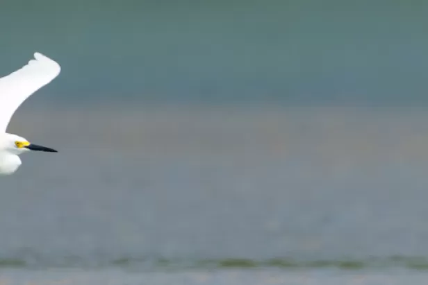 Wild Turkey Strand Preserve
